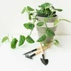 Scindapsus pictus Sidabrinis Ann