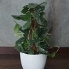Scindapsus pictus Sidabrinis Ann