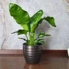 Strelitzia nicolai, 150 cm.