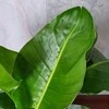 Strelitzia nicolai, 150 cm.