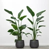 Strelitzia nicolai, 150 cm.