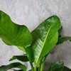 Strelitzia nicolai, 150 cm.