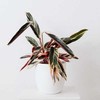 Stromanthe sanguinea Triostar