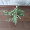 Stromanthe sanguinea Triostar