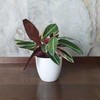 Stromanthe sanguinea Triostar