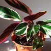 Stromanthe sanguinea Triostar