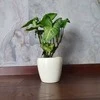 Syngonium Baltas Butterfly