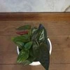 Syngonium erythrophyllum Raudona Arrow