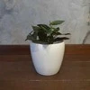 Syngonium erythrophyllum Raudona Arrow