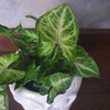 Syngonium Žalias Robusta
