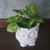 Syngonium Žalias Robusta
