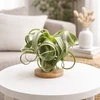 Tillandsia Skirtas garbanotiems plaukams Slim