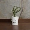 Tillandsia Skirtas garbanotiems plaukams Slim