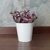 Tradescantia Nanouk