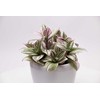Tradescantia Nanouk