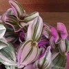 Tradescantia Nanouk