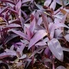 Tradescantia Violetinė Heart