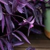 Tradescantia Violetinė Heart