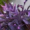 Tradescantia Violetinė Heart