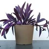 Tradescantia Violetinė Heart