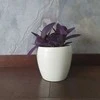 Tradescantia Violetinė Heart