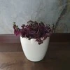 Tradescantia Violetinė Passion