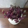 Tradescantia Violetinė Passion