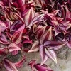 Tradescantia Violetinė Passion