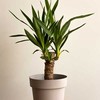Yucca elephantipes