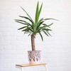 Yucca elephantipes