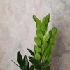 Zamioculcas zamiifolia