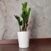 Zamioculcas zamiifolia