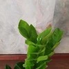 Zamioculcas zamiifolia