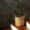 Zamioculcas zamiifolia