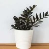 Zamioculcas zamiifolia Raven