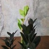 Zamioculcas zamiifolia Raven