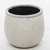 Vazonas