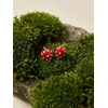 Brilio Silver Girls' sidabrinis earrings Strawberries EA1264W