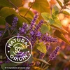 Le Petit Marseillais Dušo želė Night Collection Lemon Balm & Lavender 650 ml