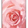 Nivea „Rose Touch“ (vandeniui atsparus akių makiažo valiklis) 100 ml