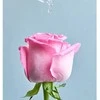 Nivea Rose Touch &amp; Hydration Losjonas kūnui Losjonas kūnui moterims, 400 ml