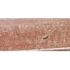 Pola Cosmetics antakių pieštukas su Precise Style šepetėliu r 5 ml, P1