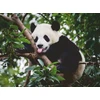 Ravensburger Dėlionė 500 vnt. - Panda