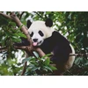 Ravensburger Dėlionė 500 vnt. - Panda