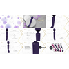 Vive By Shots VIVE Kiku Double-Ended Wand with Flapping Stimulator, Violetinė, Silicone