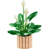 LEGO Botanicals Taikos lelija (Spathiphyllum) 11504
