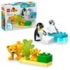 LEGO® DUPLO Laukinių gyvūnų šeimos: pingvinai ir liūtai (10442)