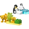 LEGO® DUPLO Laukinių gyvūnų šeimos: pingvinai ir liūtai (10442)