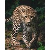 Pledas Leopardas 120 x 150 cm