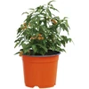 Apvalus gėlių vazonas 100 vnt. Terakotos Ø 10 x 8 cm Plastmasė